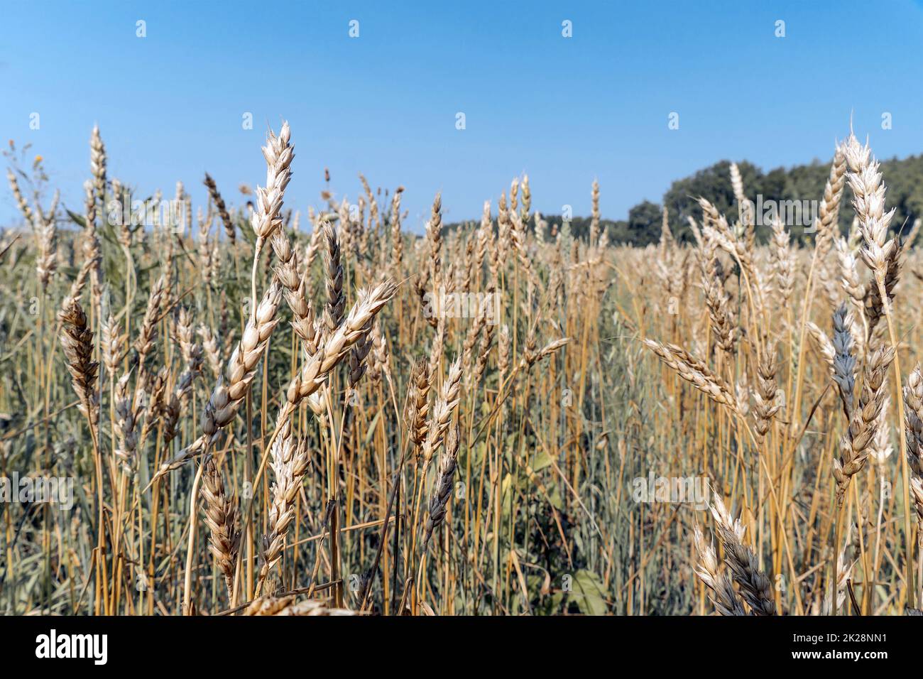 Colture crescenti del grano in un campo o spighe del grano di meadow.Wheat sway nel vento contro lo sfondo di luce solare e cielo blu. Natura, i raggi del sole di libert.The brilleranno attraverso il grano stalks.Harvesting Foto Stock
