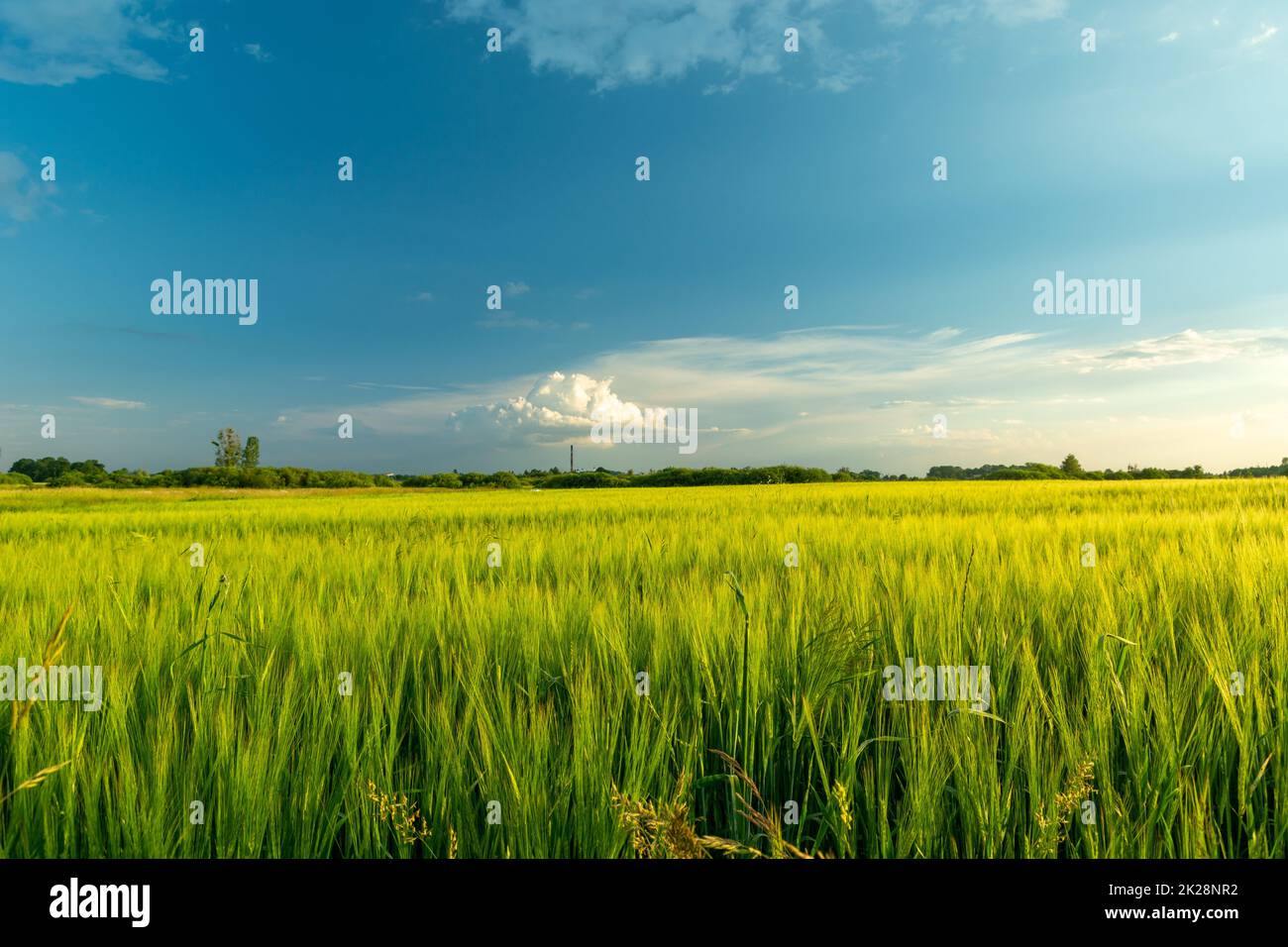 Verde orzo campo e nuvola su cielo blu Foto Stock