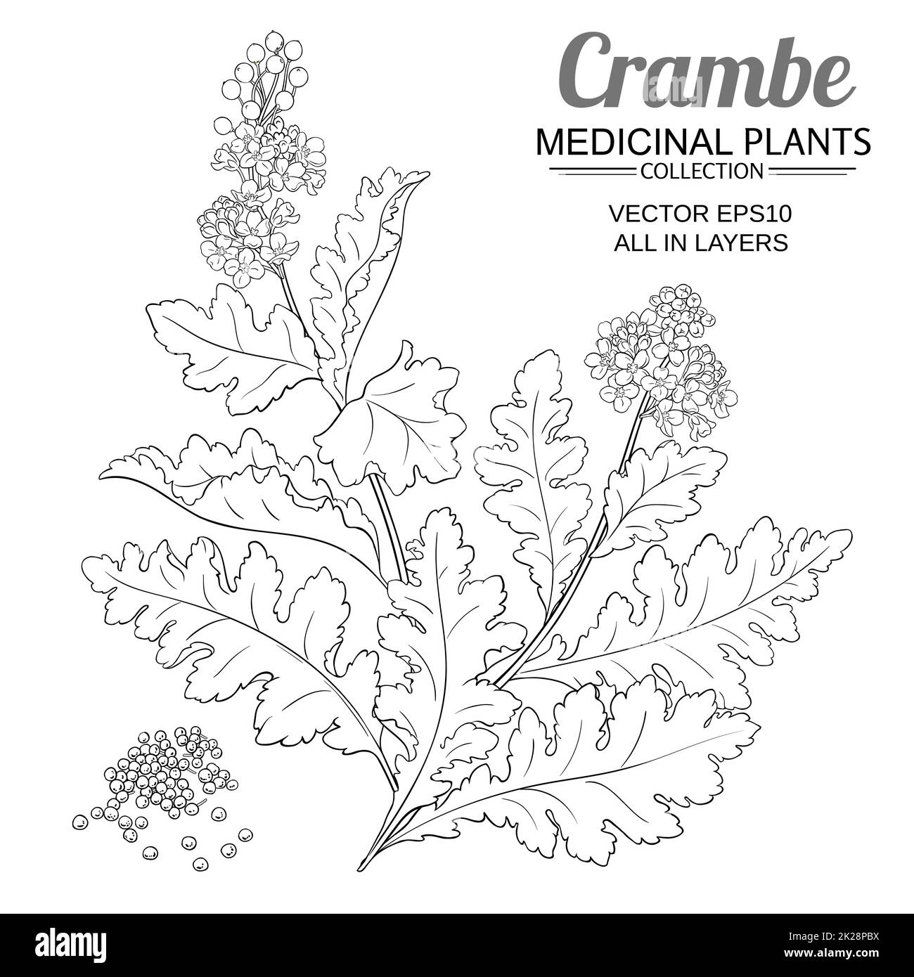 illustrazione del vettore di pianta crambe su sfondo bianco Foto Stock