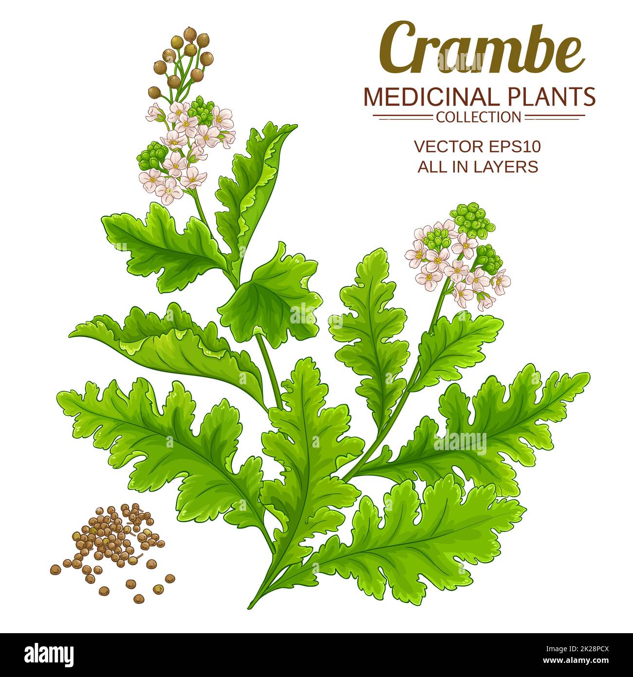 illustrazione del vettore di pianta crambe su sfondo bianco Foto Stock