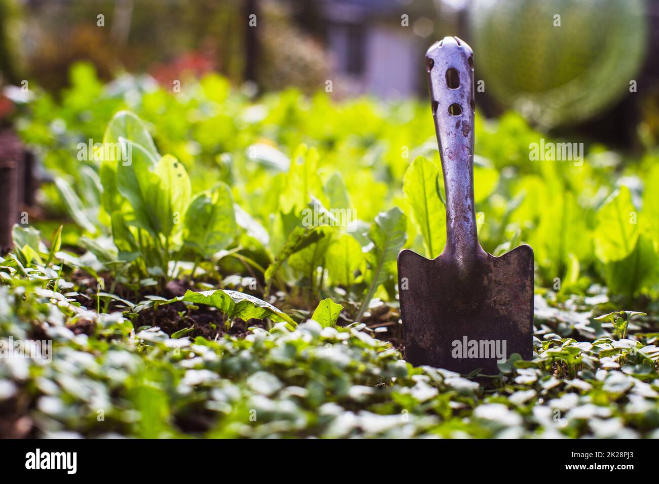 Utensile da giardino del contadino - scoop. Concetto di giardinaggio. Lavoro agricolo sulla piantagione Foto Stock