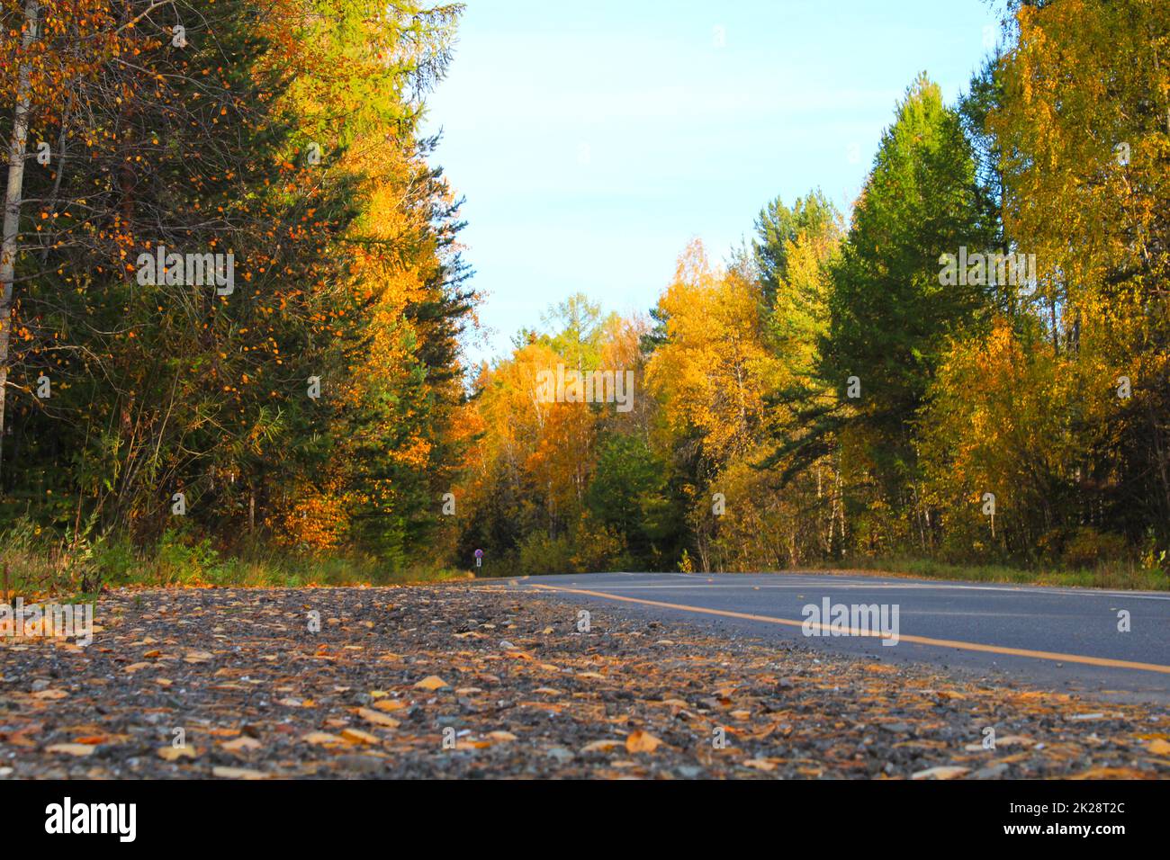 Strada vuota tra gli alberi. Paesaggio autunnale colorato. Autunno sfondo. Foto Stock