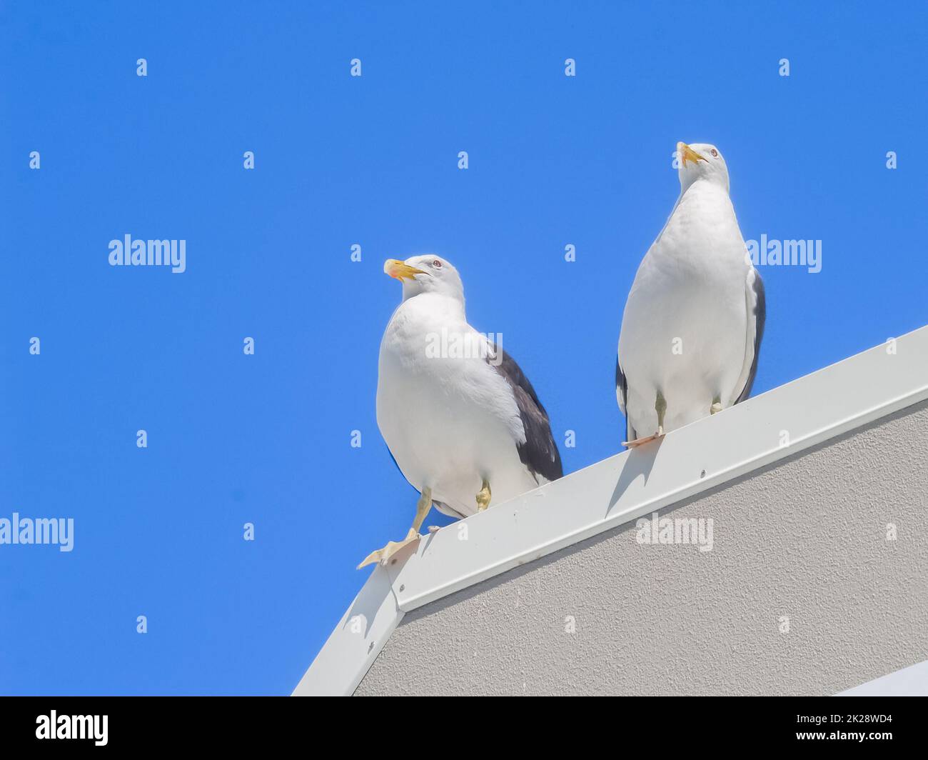 Due gabbiani neri sul tetto dell'edificio che guardano come in servizio di guardia Foto Stock