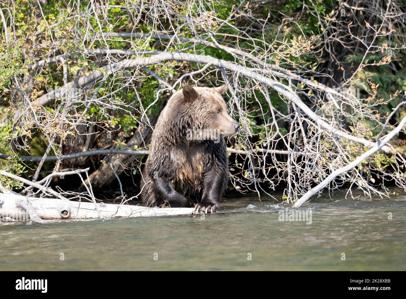 Grizzly Bear Chilko fiume incorniciato da rami albero morto Foto Stock