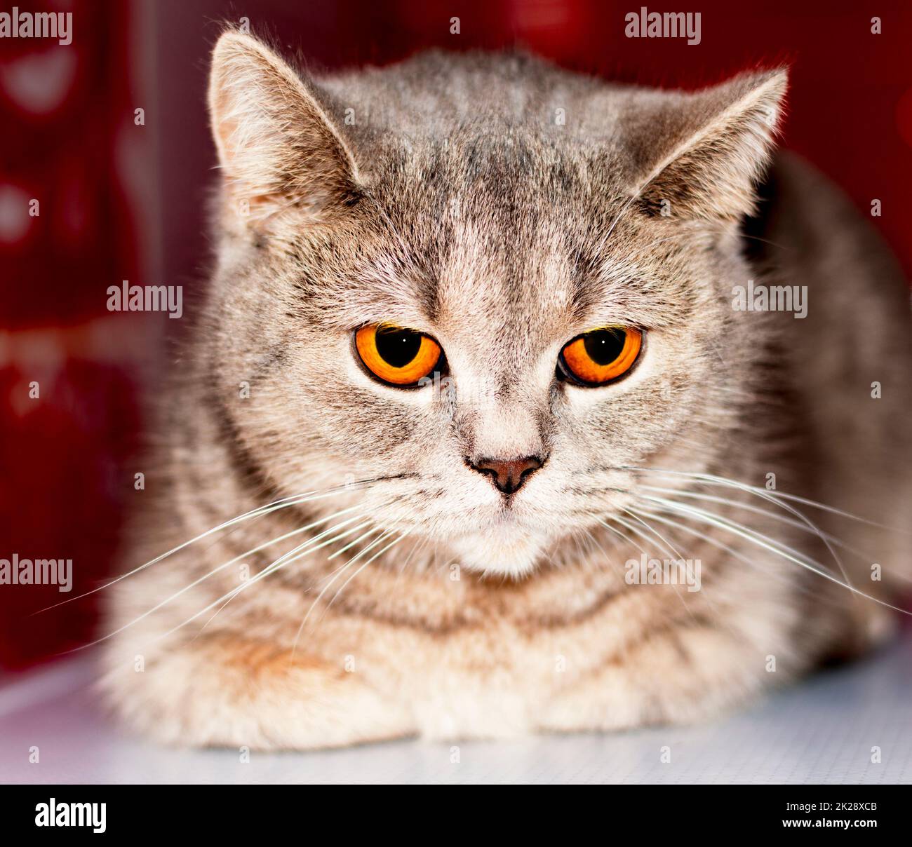 Occhi ambra primo piano faccia (muso) tabby argento-oro Scottish gatto chinchilla su sfondo rosso Foto Stock