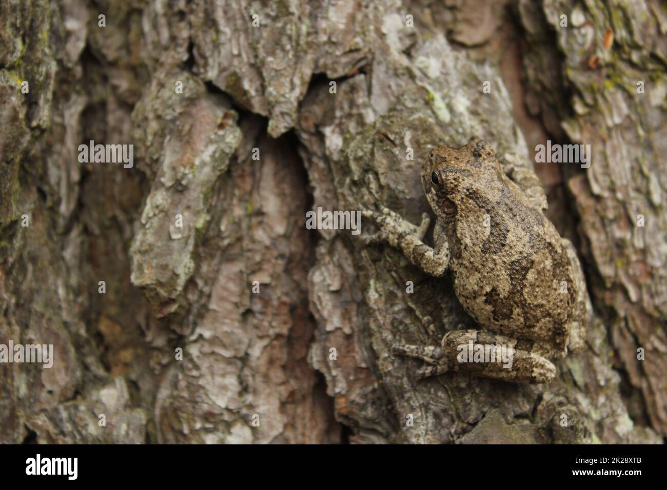 Grigio rana Hyla crisoscelis su pino nel Texas orientale Foto Stock