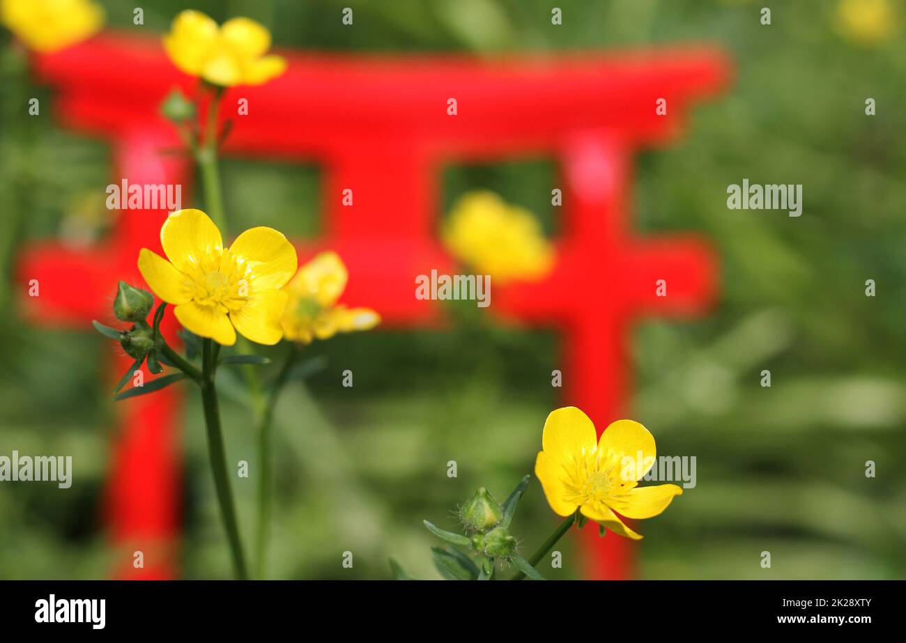 Fiori gialli con porta Torii del Santuario Shinto in miniatura Foto Stock