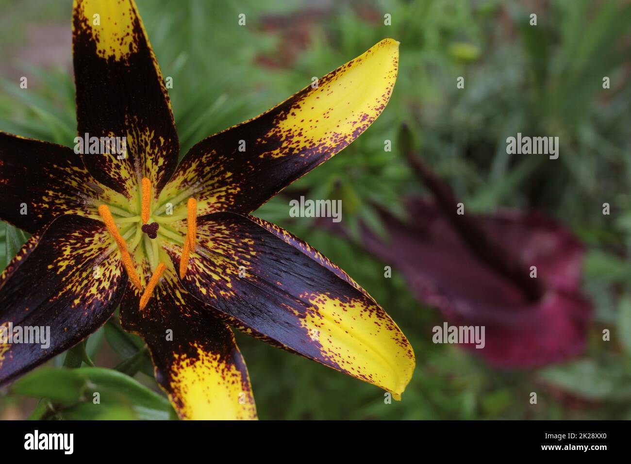 Giglio nero e giallo con Arum Drago in fiore sullo sfondo Foto Stock