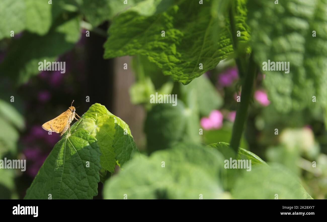 Piccola farfalla Skipjack sulle foglie verdi nel giardino all'aperto Foto Stock