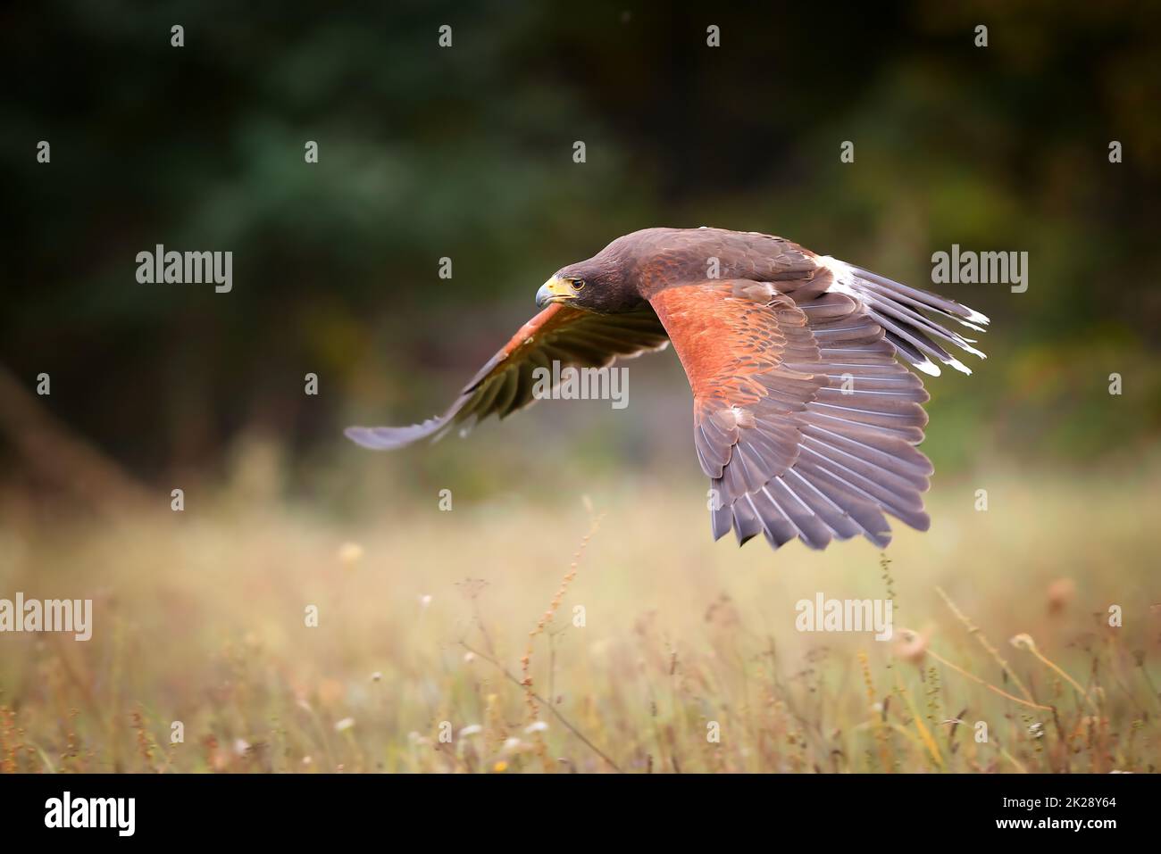 Harris hawk volare sul campo nella natura autunnale Foto Stock