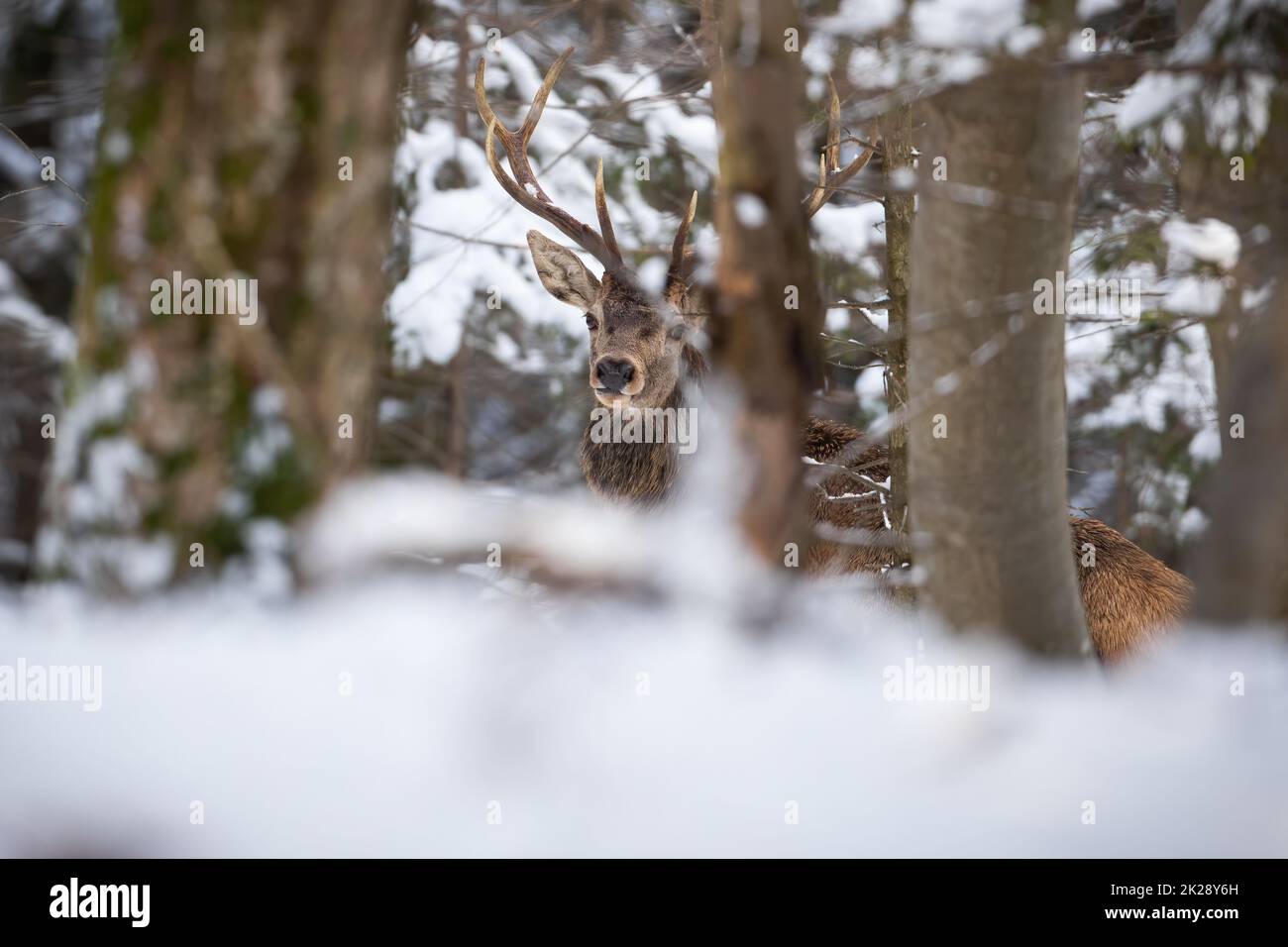 Cervo rosso che guarda da dietro l'albero in boschi innevati Foto Stock