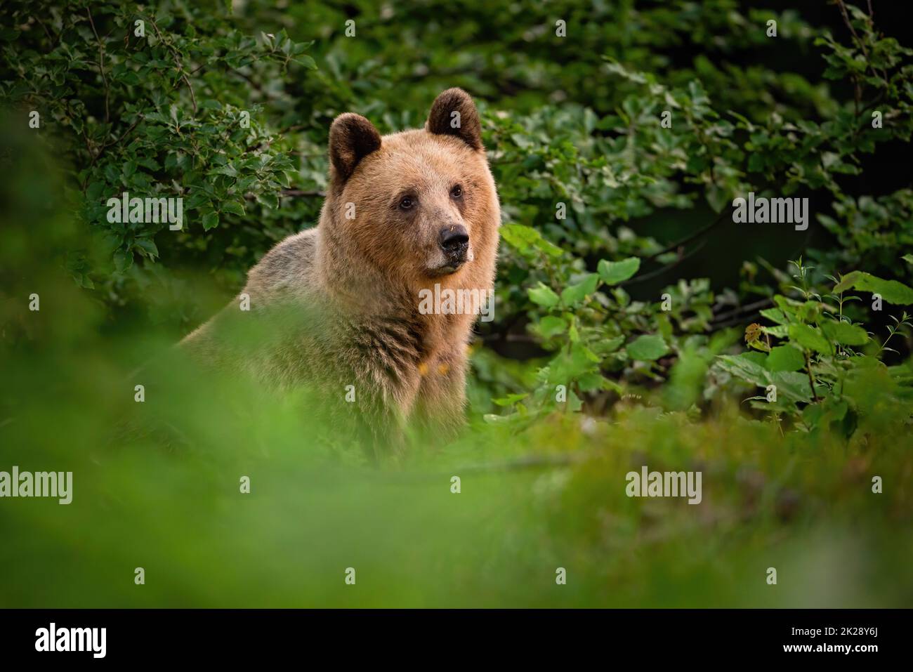 Orso marrone nascosto dietro il cespuglio in estate natura Foto Stock