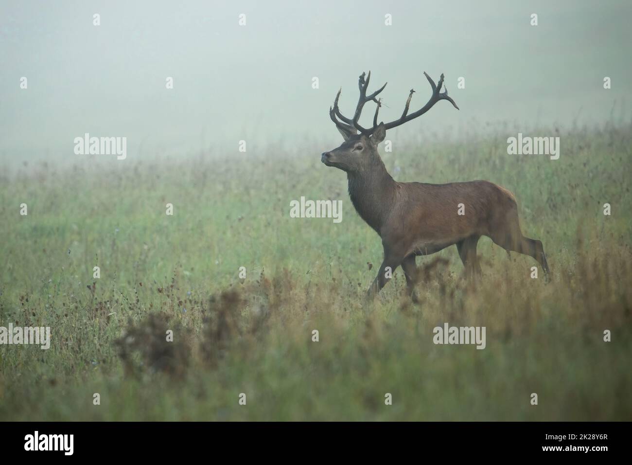 Maestoso cervo rosso che cammina sul prato nella nebbia mattutina Foto Stock