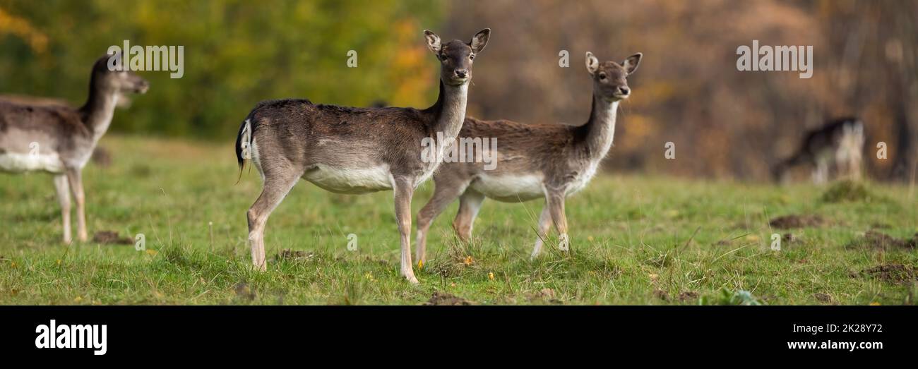 Gruppo di femmine di cervo ardesia in erba in autunno Foto Stock