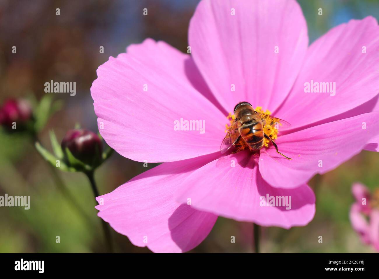 Cosmea Foto Stock