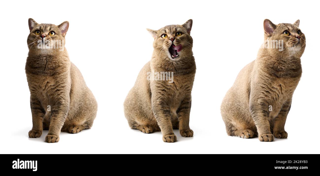 adulto gatto grigio scozzese diritto sid su uno sfondo bianco e lecca le sue labbra. Animale carino Foto Stock adulto gatto grigio scozzese diritto sid su uno sfondo bianco e lecca le sue labbra. Animale carino Foto Stock