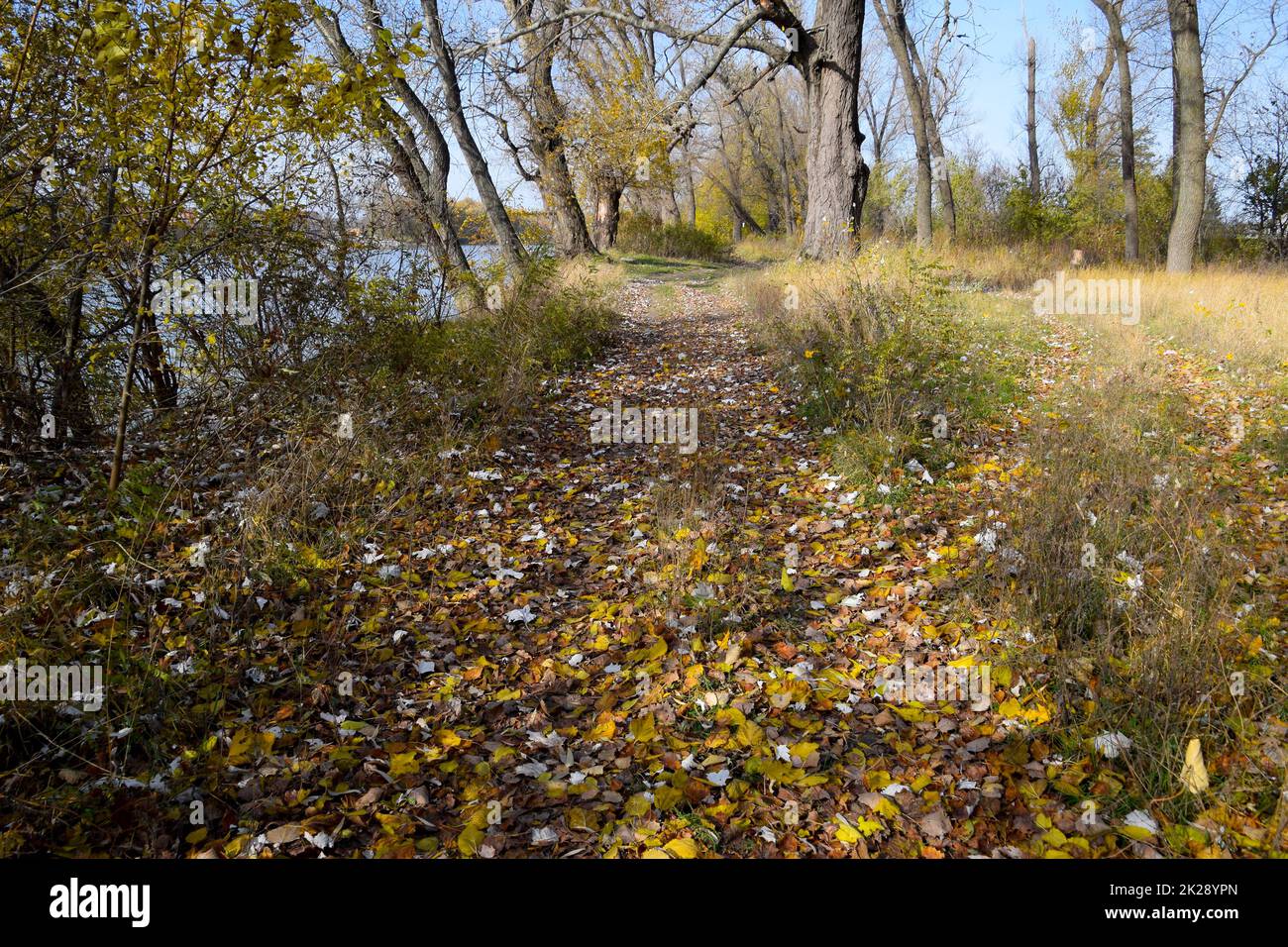 Il sentiero è cosparso di foglie di alberi gialle autunnali. Vicolo autunnale Foto Stock