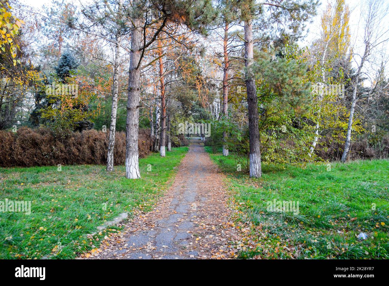 Il sentiero è cosparso di foglie di alberi gialle autunnali. Vicolo autunnale Foto Stock