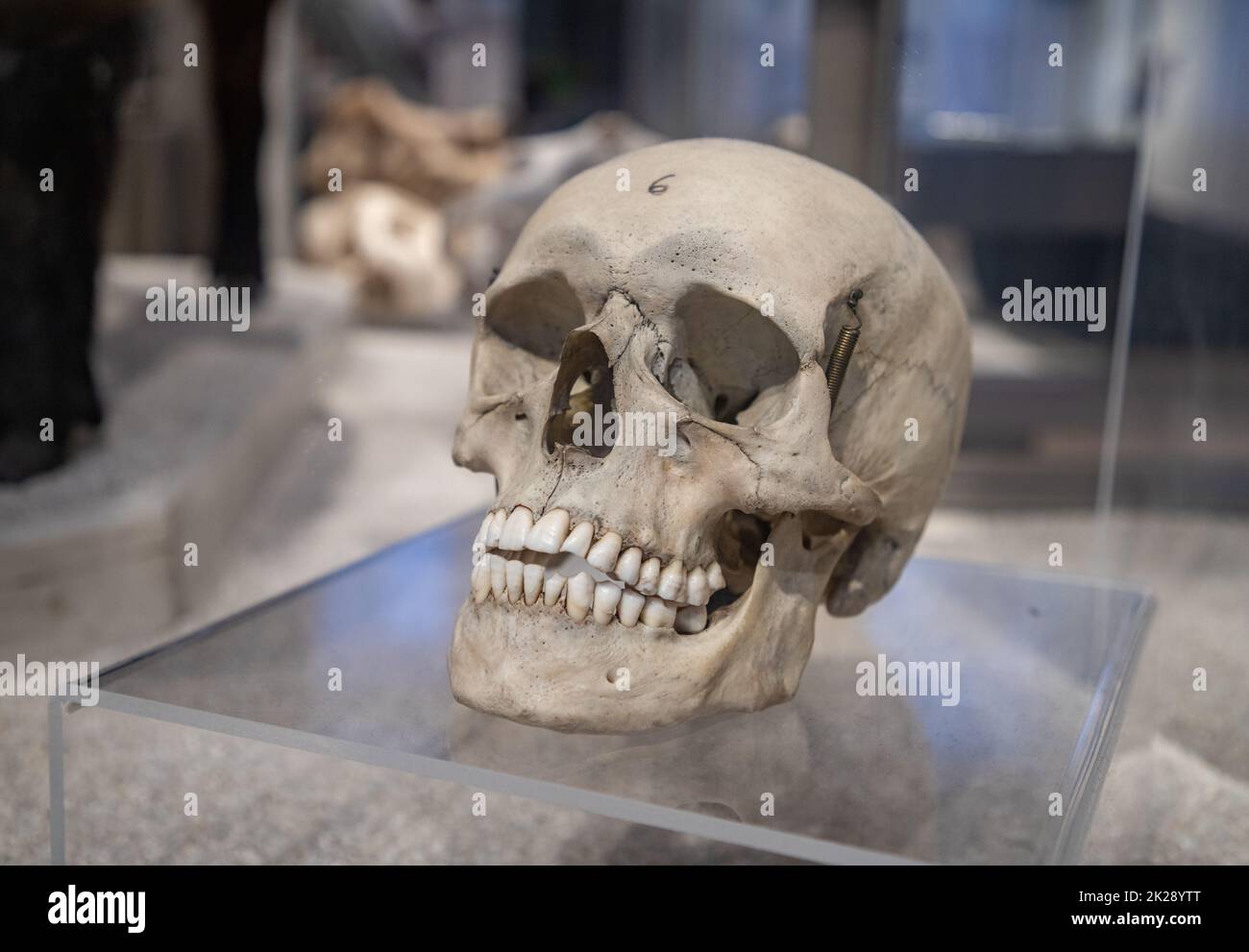 Cranio umano i Foto Stock