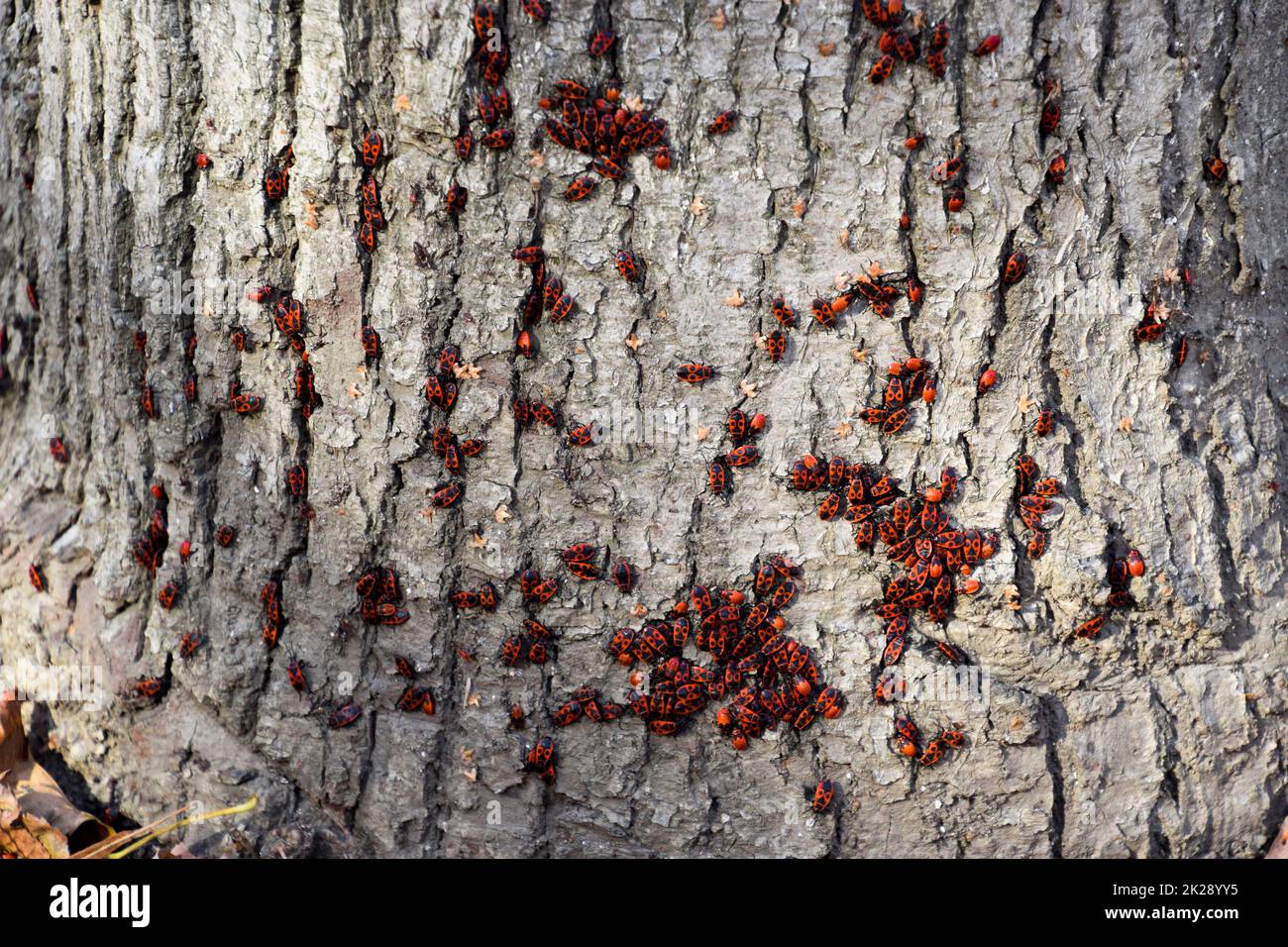 Insetti rossi si crogiolano al sole sulla corteccia dell'albero. Autunno caldo-soldati per coleotteri Foto Stock