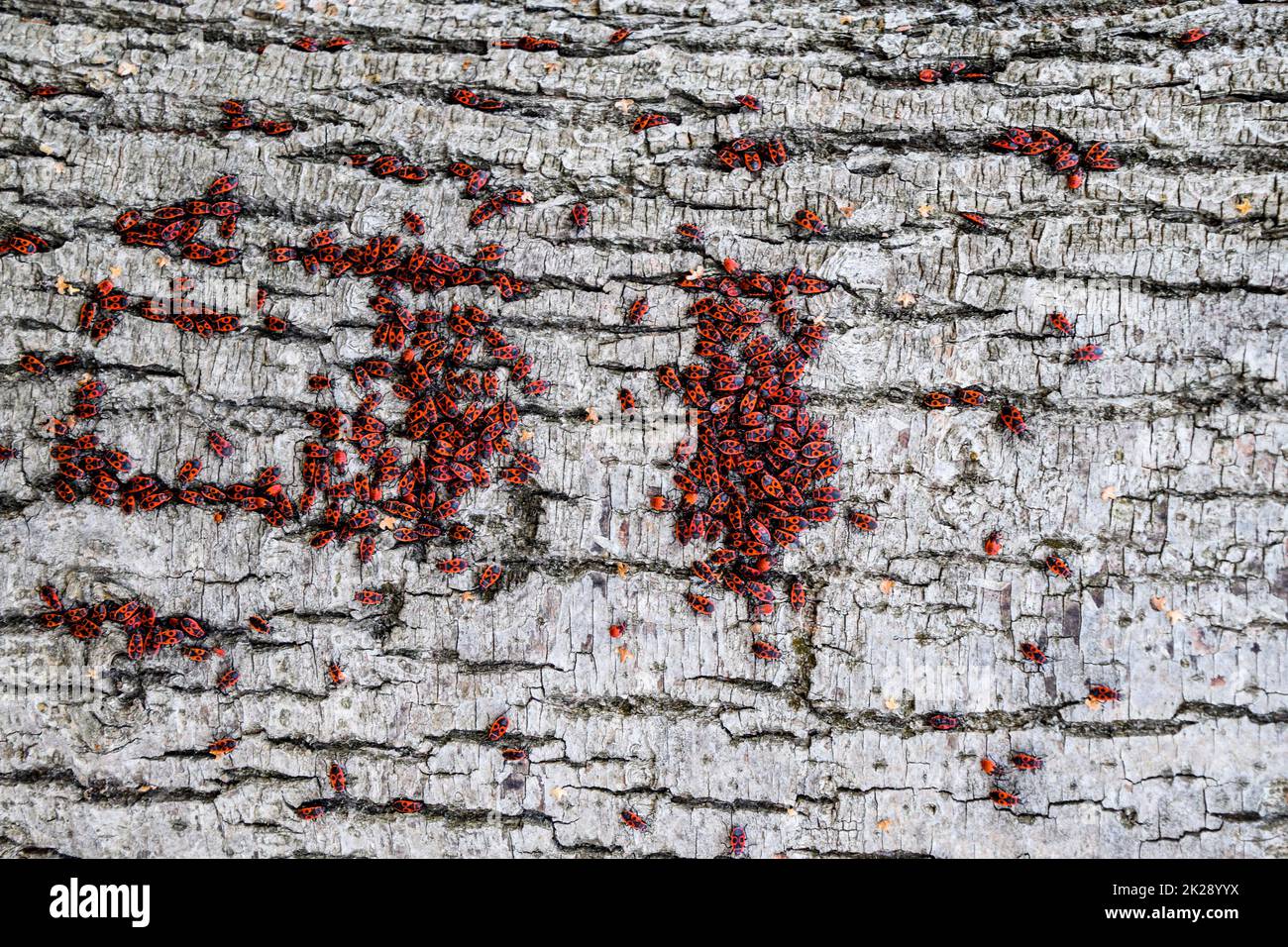 Insetti rossi si crogiolano al sole sulla corteccia dell'albero. Autunno caldo-soldati per coleotteri Foto Stock