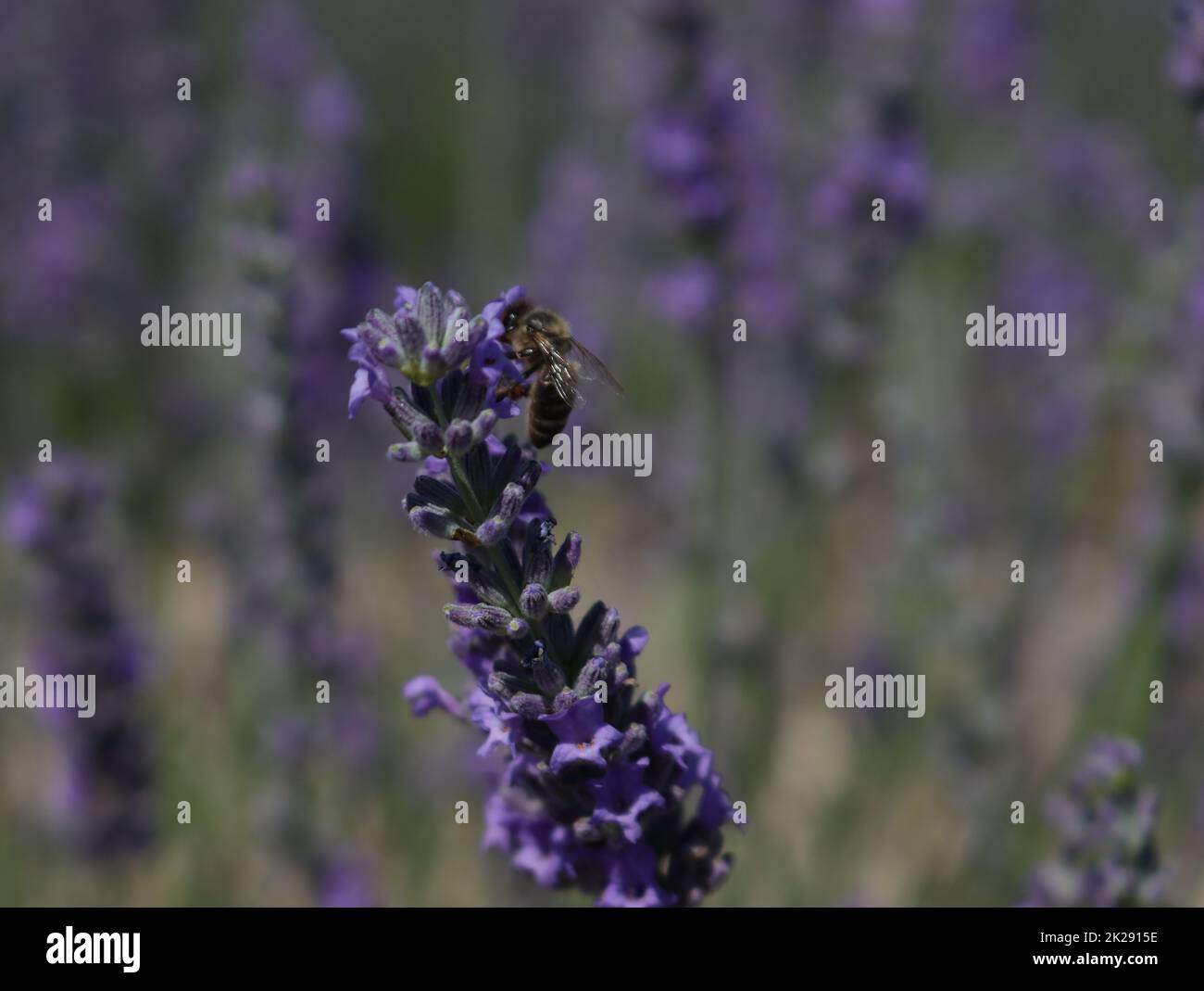 bella campo lavanda fiori aroma naturale colore insetti oli Foto Stock