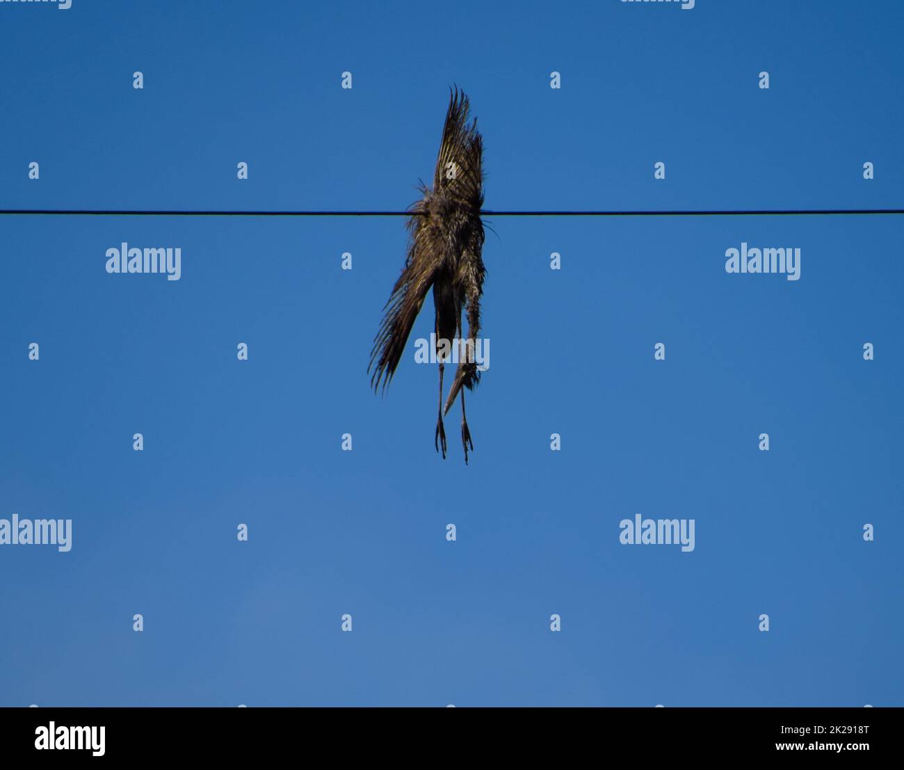 Uccello morto sul filo. Un uccello elettrico ucciso da una corrente elettrica. Foto Stock