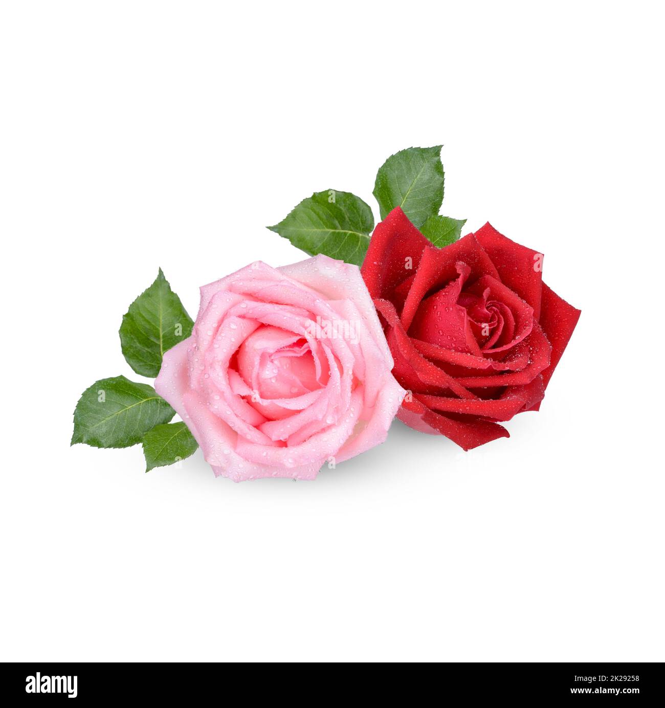 Rosa rossa e rosa con gocce d'acqua isolate su sfondo bianco Foto Stock