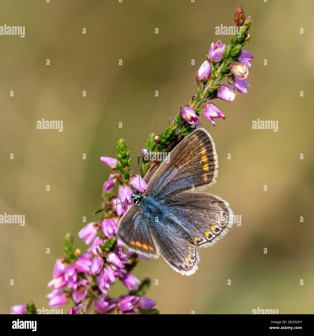 Femmina collo a farfalla blu comune su fiori comuni di erica. Foto Stock