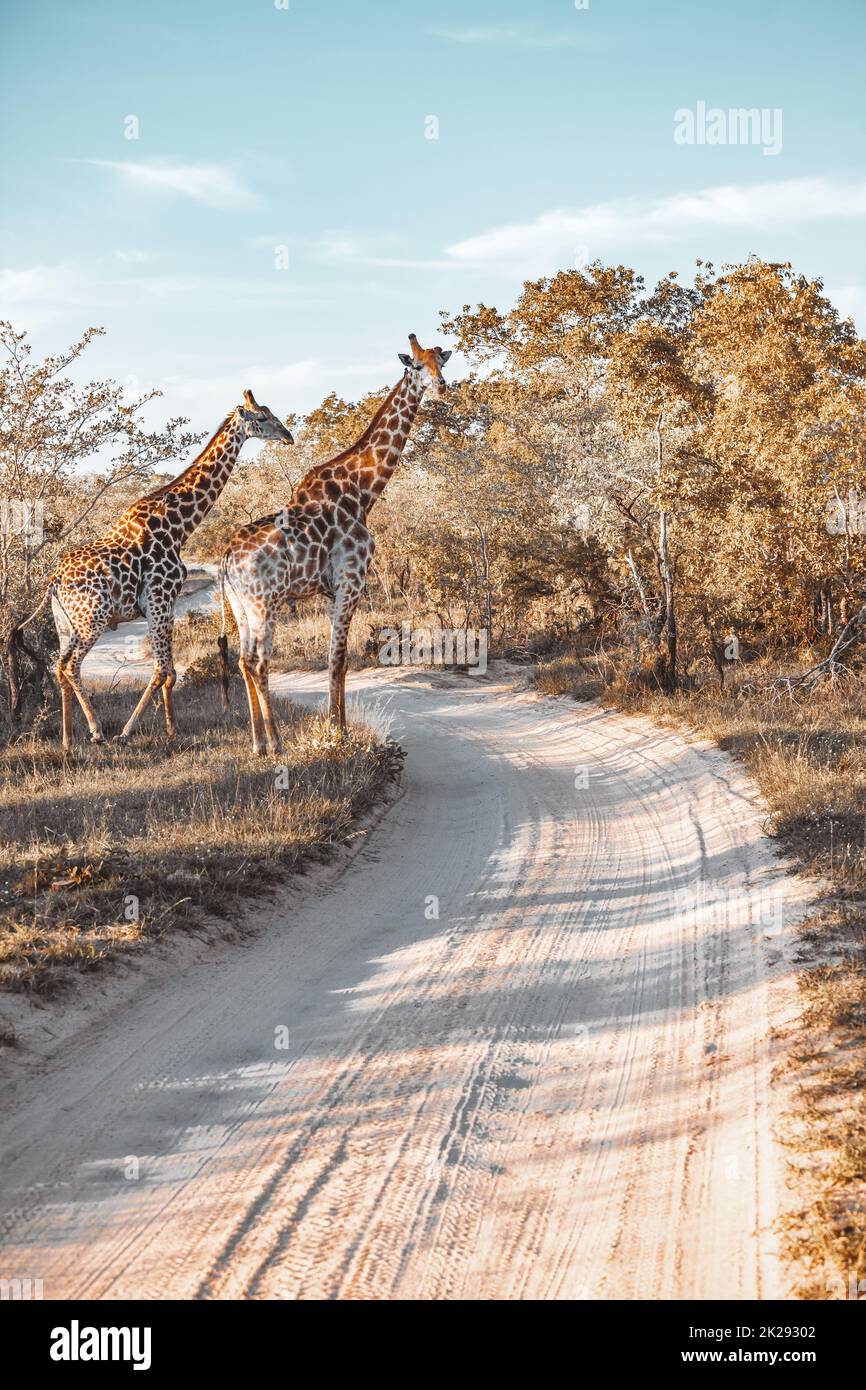 Giraffe del Sudafrica Foto Stock