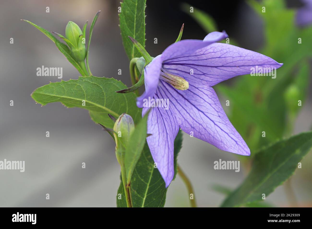 Primo piano di vista di fiori di palloncino viola aperto Foto Stock