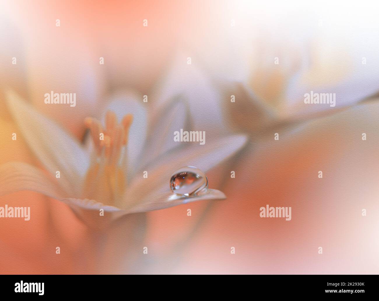 Bella textured Macro Photo.Dream Flowers.Border Art Design.Magic Light.Close up Photography.Conceptual Abstract Image.Yellow and Orange background.Fantasy Floral Art.Creative Wallpaper.Beautiful Nature background.Amazing Spring Flower.Water Drop. Foto Stock
