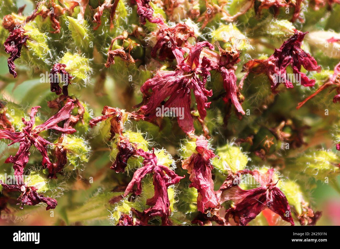 Macro vista di una testa di fiori a croce maltese spesi Foto Stock