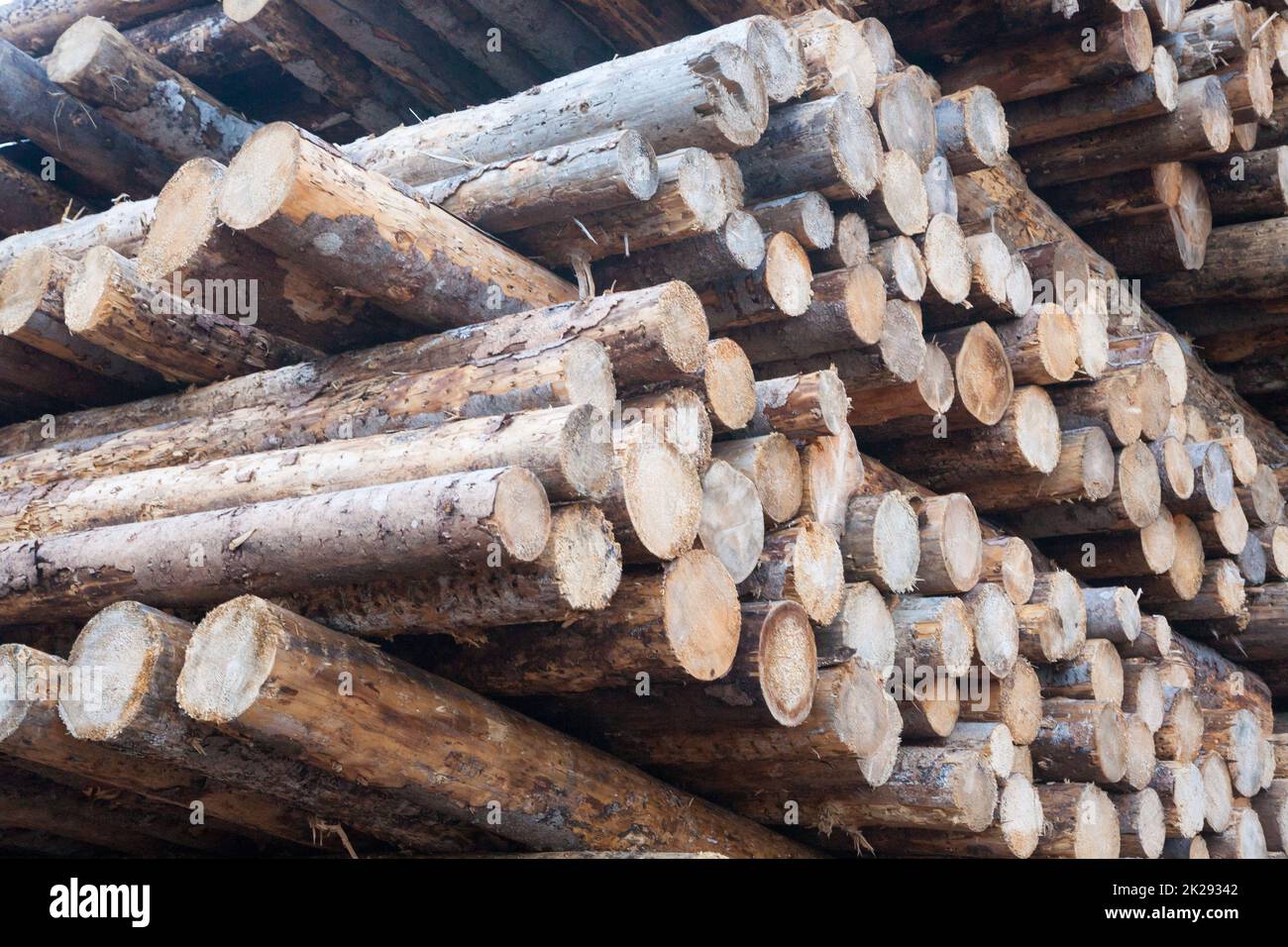 Fondo di tronchi di pino tagliato. Effetti di tempesta di Vaia Foto Stock