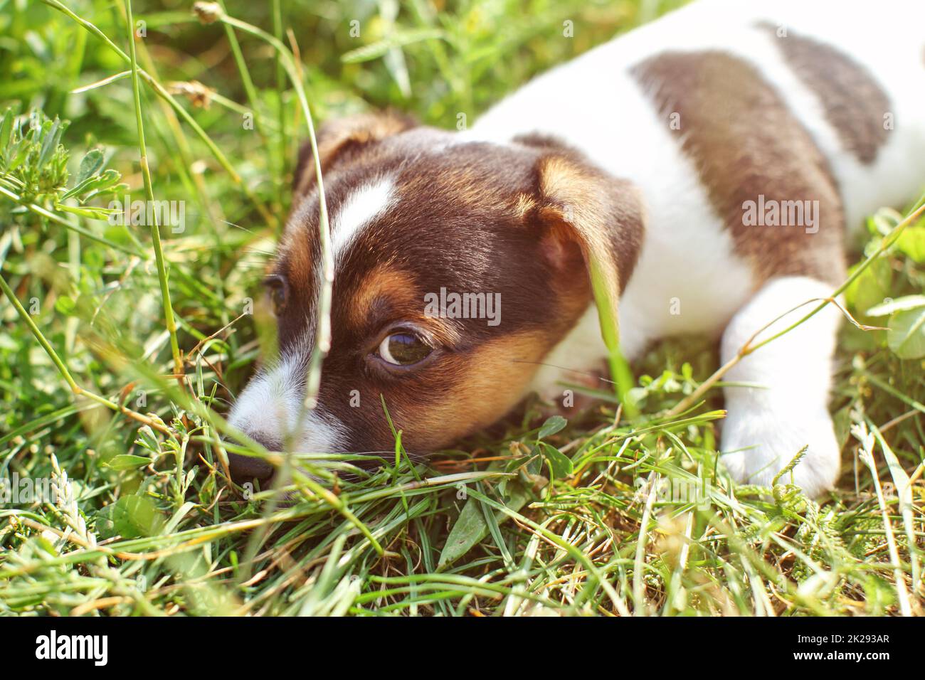 7 settimane vecchio Jack Russell Terrier cucciolo giocando in sole illuminava erba, dettaglio sulla testa guardando nella telecamera. Foto Stock