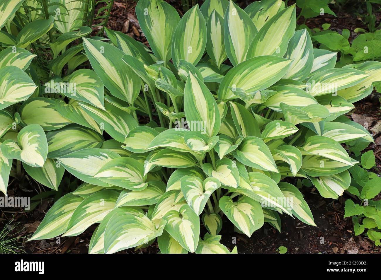 Una pianta di hosta variegata che cresce nel giardino Foto Stock