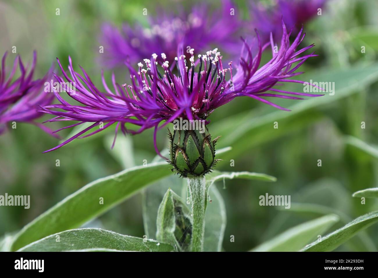 Vista laterale macro di un fiore porpora lavorato a maglia Foto Stock