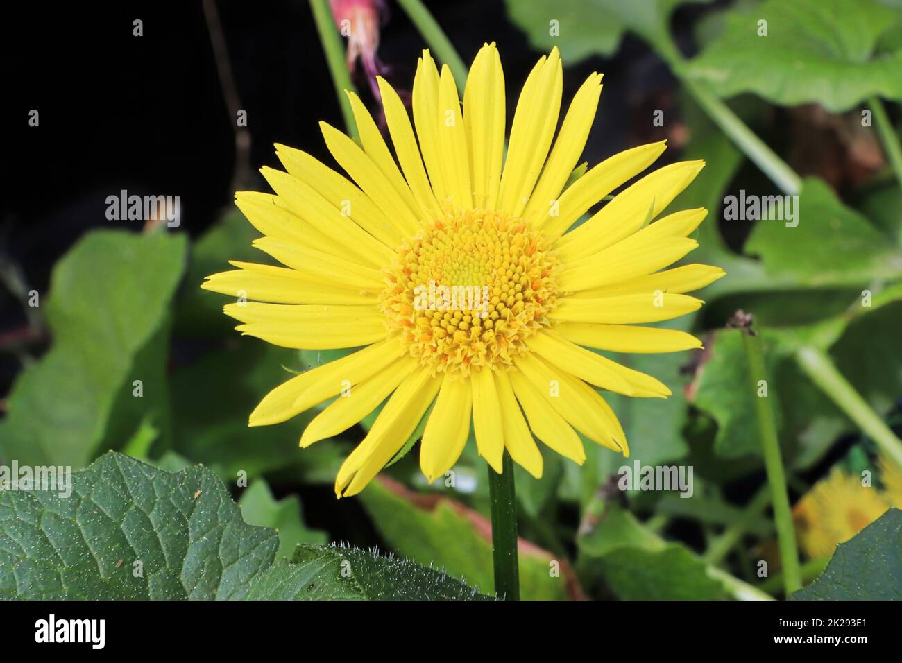 Una grande testa di fiore giallo su una pianta di leopardi bane Foto Stock