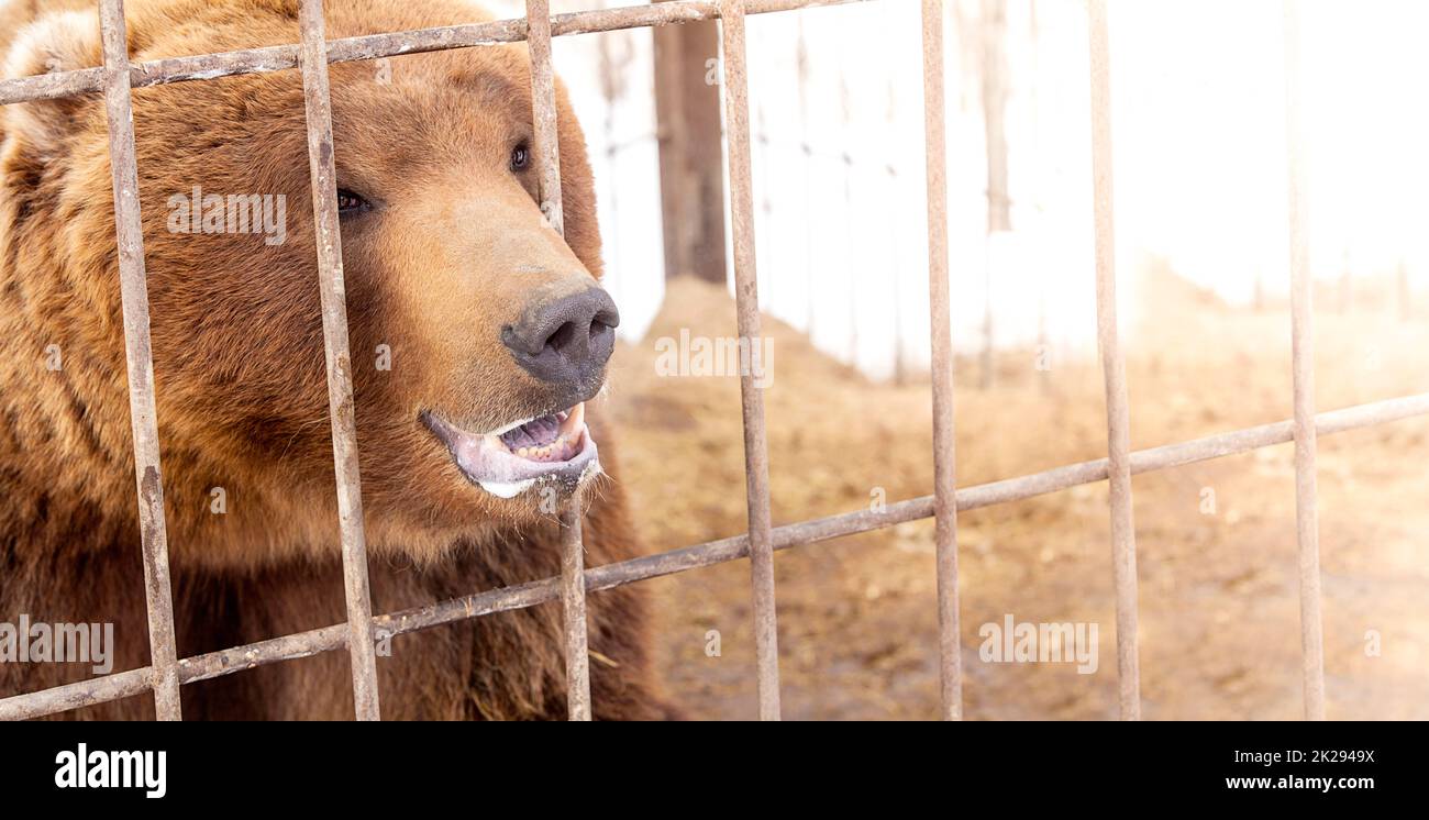 orso marrone in una gabbia in calda luce direzionale. Messa a fuoco selettiva. Penisola di Kamchatka Foto Stock