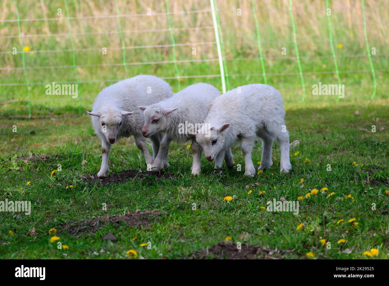 Skudde con agnello su un prato Foto Stock