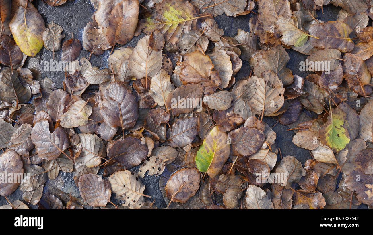 Foglie cadute su pietre e in pozzanghere d'acqua. Primo piano sparando foglie autunnali cadute, sfondo naturale. Vista dall'alto. Foto Stock