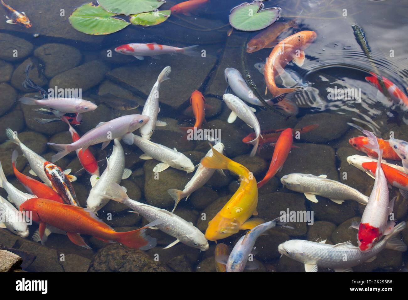 Koi Carp Fish nuota tra giglio d'acqua in acqua Foto Stock