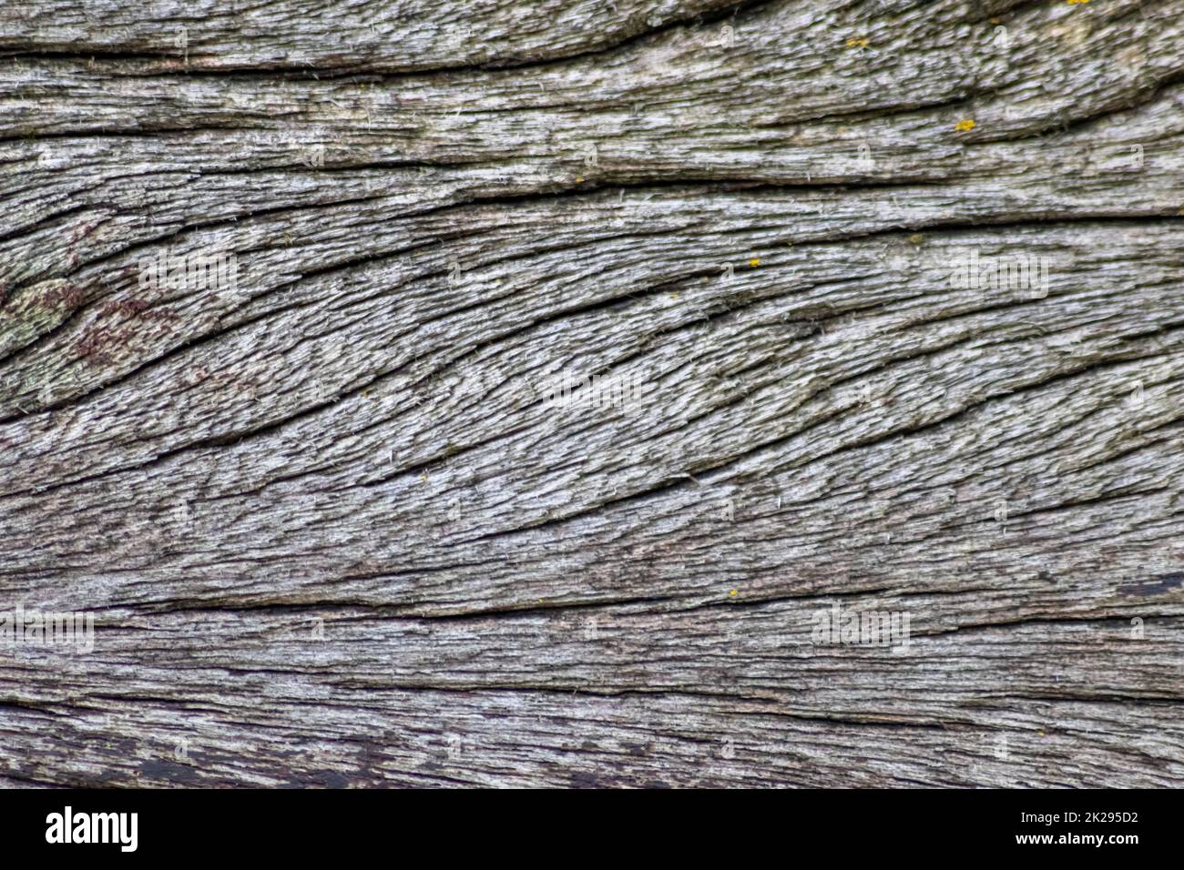 Sfondo grigio in legno primo piano di vecchie tavole e legno grigio in stile vintage e grunge guardare come rustico ruvido e antico superficie organica per la decorazione di sfondi o come naturale design della cornice Foto Stock