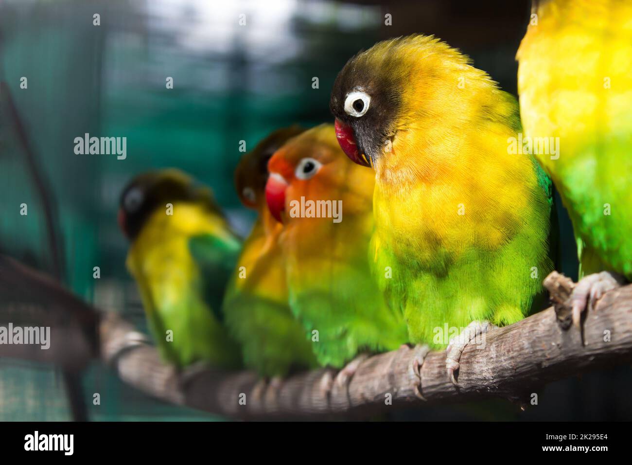 Gruppo di pappagalli verdi seduti su un ramo Foto Stock