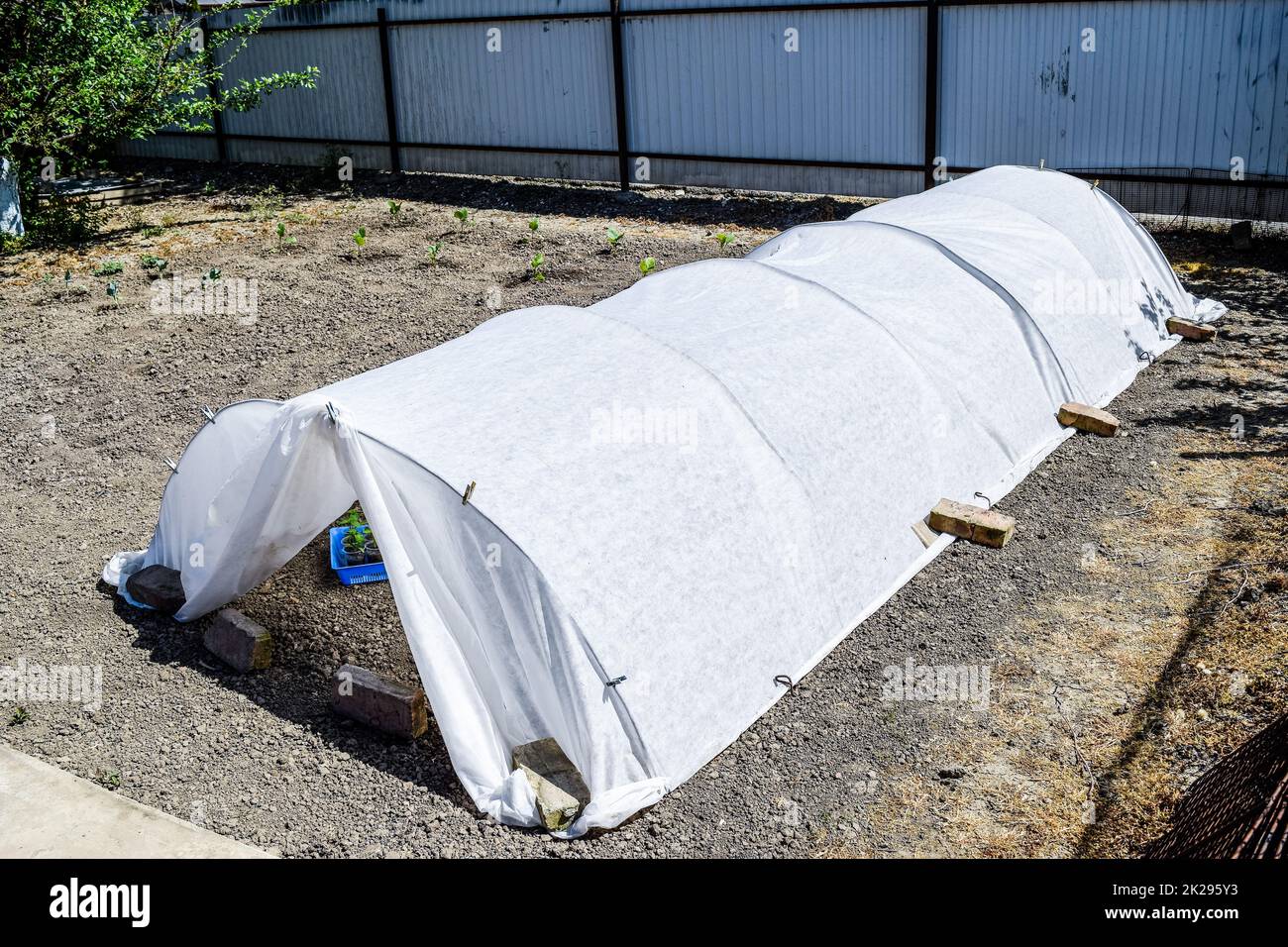Una serra in giardino. Crescente le piantine di ortaggi in t Foto Stock