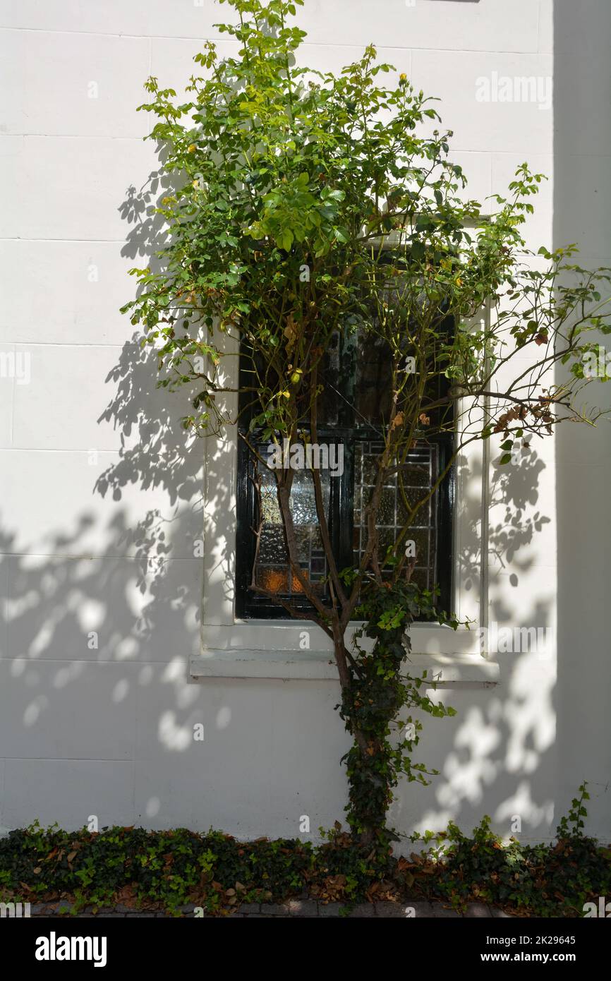 Finestra su una casa nei Paesi Bassi con un albero Foto Stock