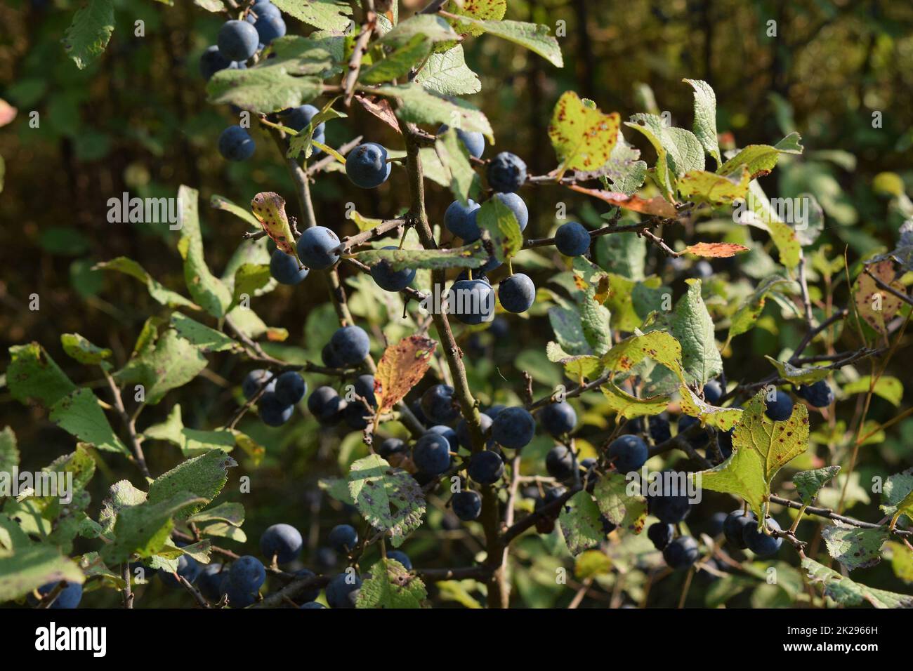 Le bacche selvatiche di prugna - un pruno selvatico Foto Stock