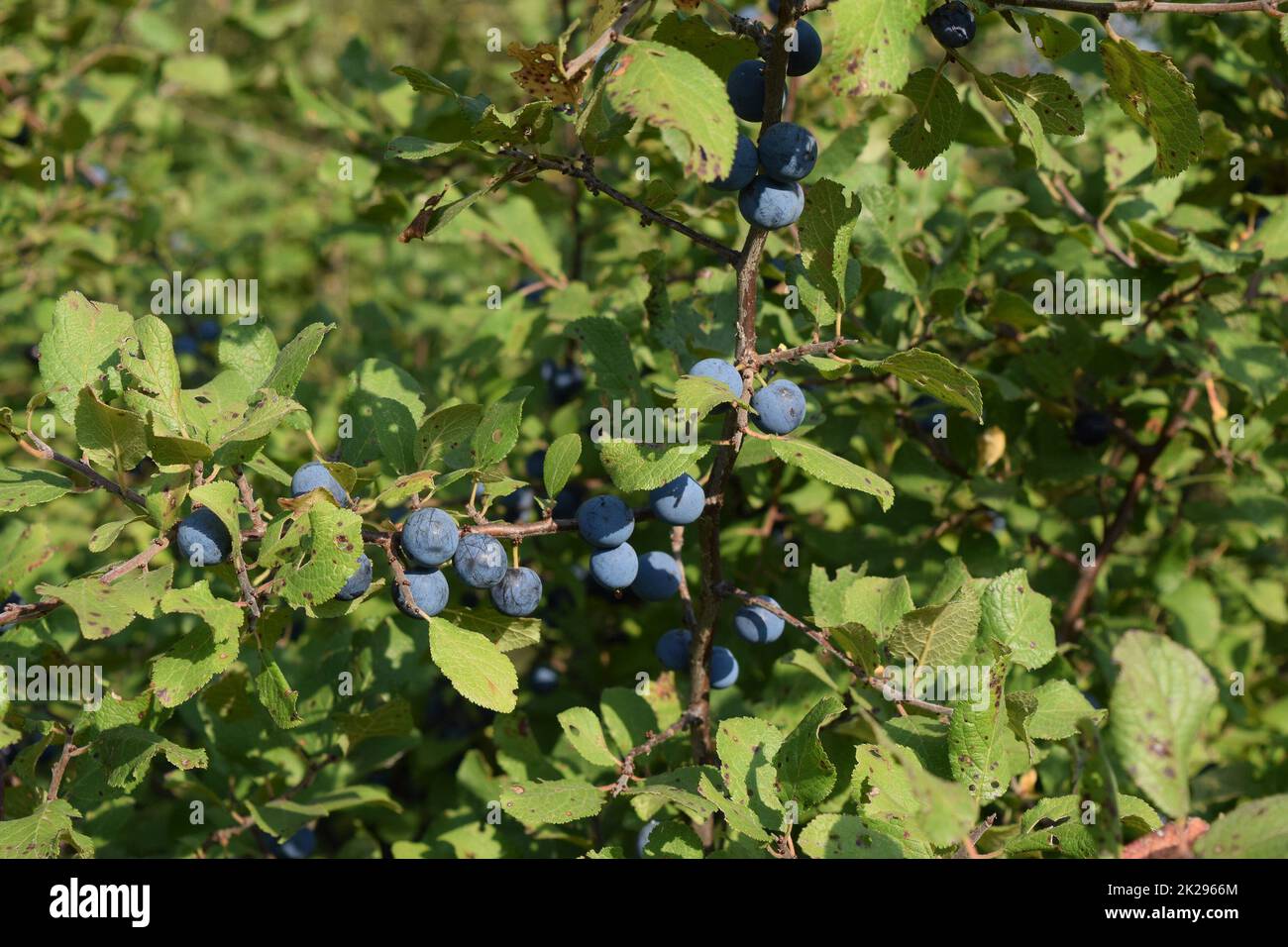 Le bacche selvatiche di prugna - un pruno selvatico Foto Stock