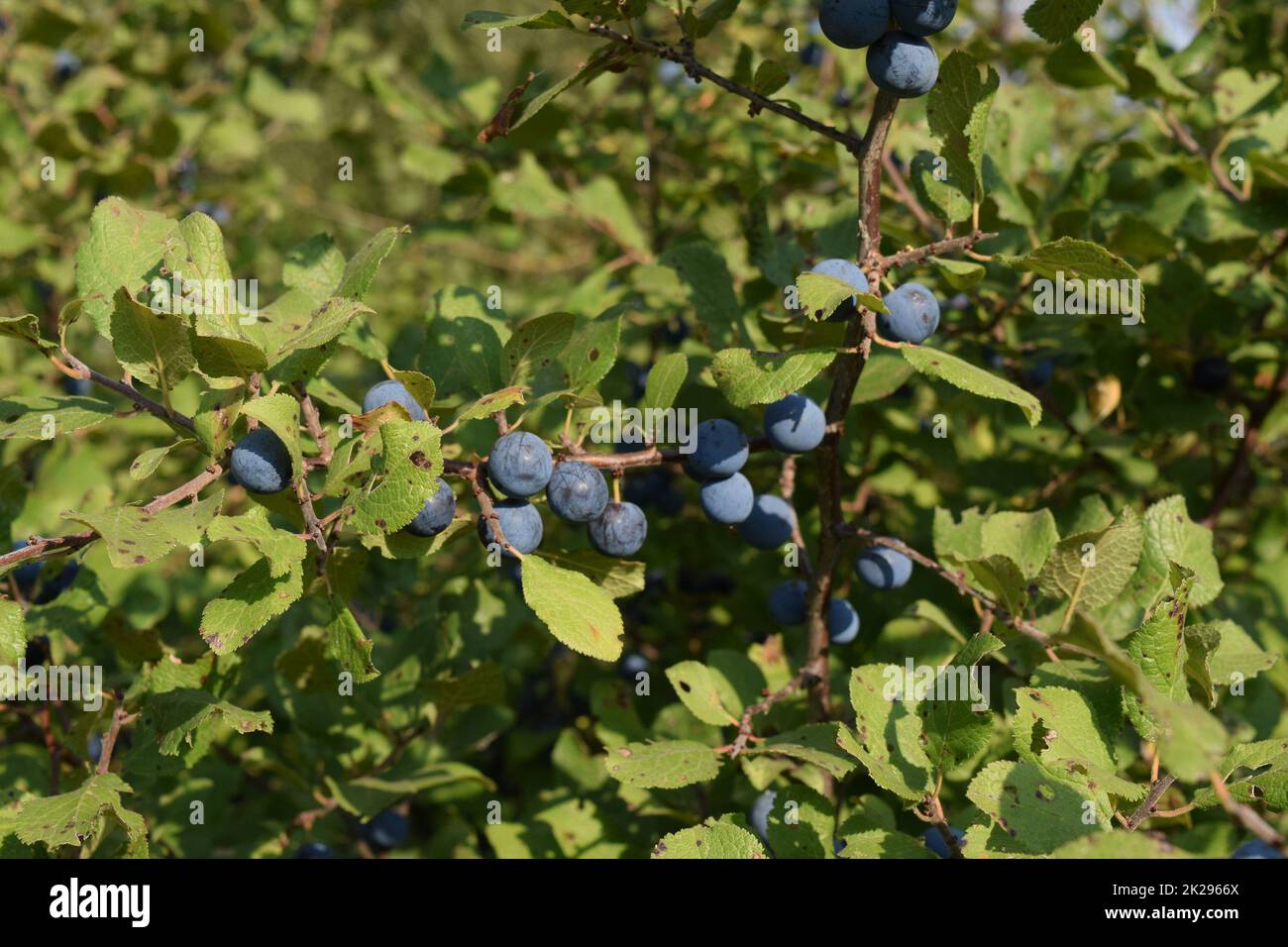 Le bacche selvatiche di prugna - un pruno selvatico Foto Stock