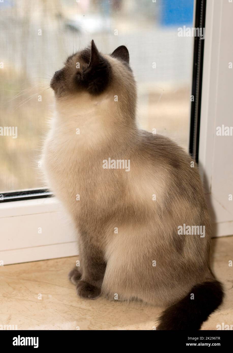 Gattino scozzese bianco guarda fuori dalla finestra seduta sul davanzale Foto Stock